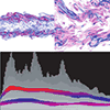 Time-dependent transfer function in H. Akiba, N. Fout, and K.-L. Ma 2006: Simultaneous classification of time-varying volume data based on the Time Histogram